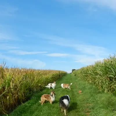 Colliewelpen – Collie (Langhaar) Welpe, Bayern, 由...饲养 Magic of Dreams