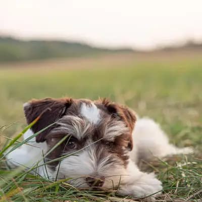 Galerie-Bild von Ehrenbürg-Zwerge (American Schnauzer) in Bayern, mit Eindrücken unserer Zwergschnauzer-Zucht.