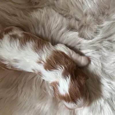 Foto von Balu, einem Cavalier King Charles Spaniel-Welpe in Rheinland-Pfalz.