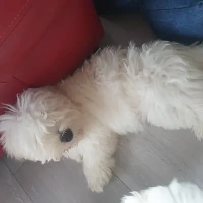 Galerie-Bild von Sweet little white Angel of Paradise  in Nordrhein-Westfalen, mit Eindrücken unserer Coton de Tulear-Zucht.