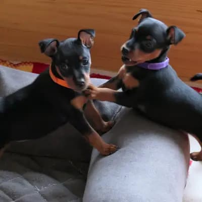 Foto ehemaliger Zwergpinscher-Welpen aus Zwergpinscher vom Zwergbach in Bayern, die bereits ein Zuhause gefunden haben.