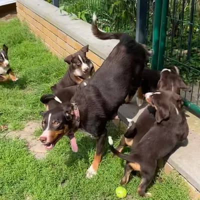 Galerie-Bild von Appenzeller Sennenhunde vom Altmarkhof in Sachsen-Anhalt, mit Eindrücken unserer Appenzeller Sennenhund-Zucht.