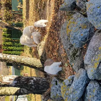 Bild aus Heavens Hayfield in Niederösterreich, wo unsere Samojede-Hunde in einer liebevollen Umgebung aufwachsen.