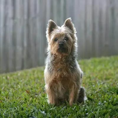 Australian Terrier – Hunderasse