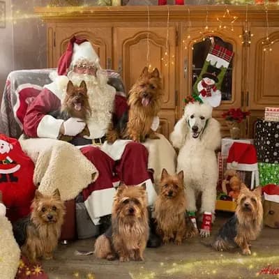 Galerie-Bild von Lesnoy's Australian Terrier in Nordrhein-Westfalen, mit Eindrücken unserer Australian Terrier-Zucht.