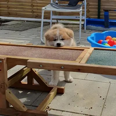 Bild aus Akitaostbelgien Go Haiben Shunzansou in Wallonische Region, wo unsere Akita-Hunde in einer liebevollen Umgebung aufwachsen.