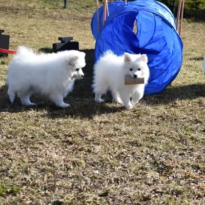 Bild aus Japanspitze von der Haager Schlossturmspitze in Bayern, wo unsere Japan Spitz-Hunde in einer liebevollen Umgebung aufwachsen.