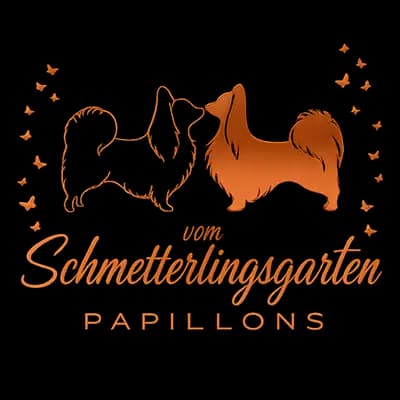 Bambi – Kontinentaler Zwergspaniel (Papillon) Welpe, Hamburg