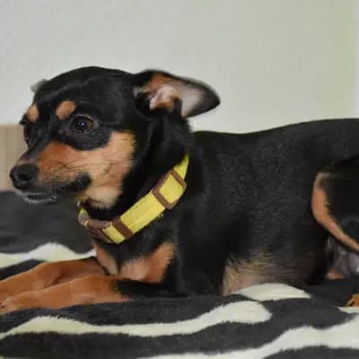 Galerie-Bild von Hundezucht vom Bagno in Nordrhein-Westfalen, mit Eindrücken unserer Prager Rattler-Zucht.