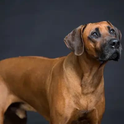 Galerie-Bild von Tierärztliche Rhodesian Ridgebackzucht a Via Canis von Frau Dr. Tina Johann in Niedersachsen, mit Eindrücken unserer Rhodesian Ridgeback-Zucht.