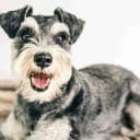 Foto der Rasse Zwergschnauzer