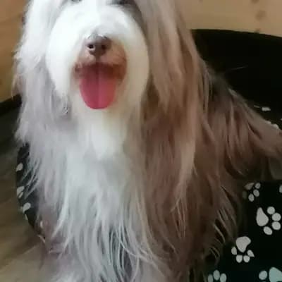 Foto des M-Wurf von Bearded Collie in Heart Diamond Bearded Collies , aufgenommen in Sachsen.