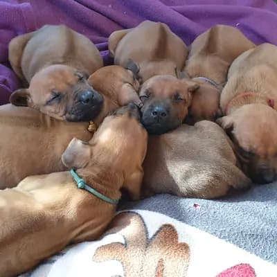 Bild aus Rhodesian Ridgeback Sonnenhof Dornieden  in Nordrhein-Westfalen, wo unsere Rhodesian Ridgeback-Hunde in einer liebevollen Umgebung aufwachsen.