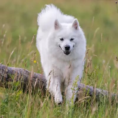 Galerie-Bild von von den Franken Spitzen in Bayern, mit Eindrücken unserer Großspitz-Zucht.