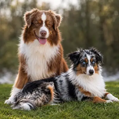 Freedom Gritty vom Georgenberg – Australian Shepherd Welpe, Bayern, Raised by Aussies of Georgmountain