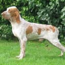 Foto der Rasse Bracco Italiano