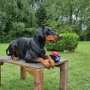 Foto der Rasse Dobermann