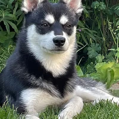 Foto des B-Wurf von Alaskan Klee Kai in Alaskan Klee Kai at Aurora, aufgenommen in Baden-Württemberg.