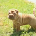 Foto der Rasse Shar Pei