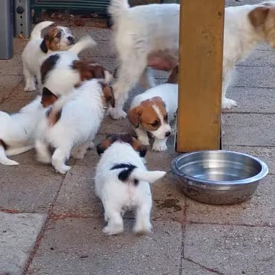 Bild aus VON DEN KLEINEN FELLNASEN in Sachsen-Anhalt, wo unsere Jack Russell Terrier-Hunde in einer liebevollen Umgebung aufwachsen.