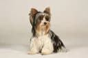 Foto der Rasse Biewer Terrier