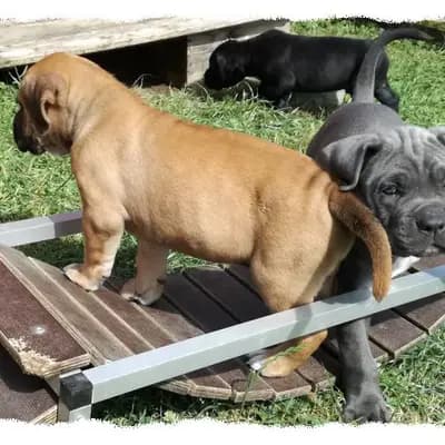 Bild aus Romaner Antikdoggenzucht "vom römischen Reich" in Nordrhein-Westfalen, wo unsere Cane Corso Italiano-Hunde in einer liebevollen Umgebung aufwachsen.