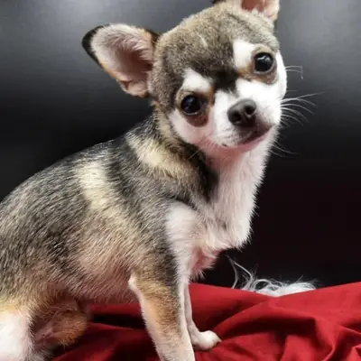 Cleopatra – Chihuahua Welpe, Bayern, Raised by Chihuahuas von den Donau-Auen