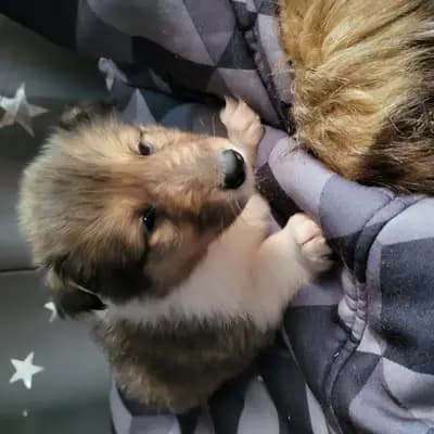 Bild aus Vom Sonnenhof  in Rheinland-Pfalz, wo unsere Collie (Langhaar)-Hunde in einer liebevollen Umgebung aufwachsen.
