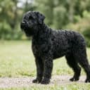 Foto der Rasse Schwarzer Russischer Terrier