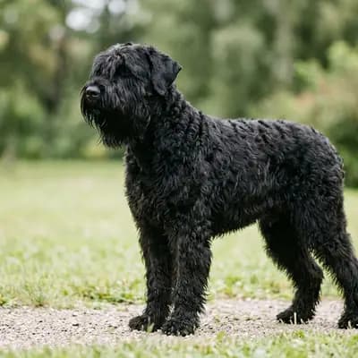 Schwarzer Russischer Terrier – 狗品种
