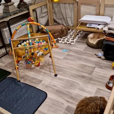 Bild aus Von der Villa Waldorf in Nordrhein-Westfalen, wo unsere Bolonka Zwetna (Nationale Rasse)-Hunde in einer liebevollen Umgebung aufwachsen.