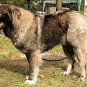 Photo of Caucasian Shepherd Dog