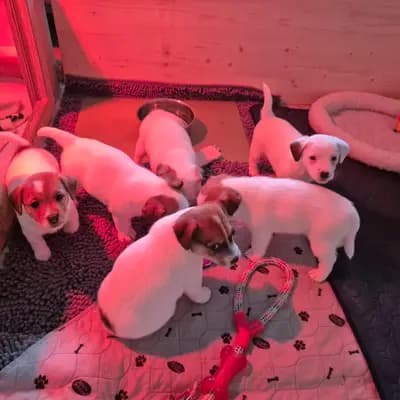 Bild aus VON DEN KLEINEN FELLNASEN in Sachsen-Anhalt, wo unsere Jack Russell Terrier-Hunde in einer liebevollen Umgebung aufwachsen.