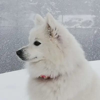 Galerie-Bild von Japanspitze von der Haager Schlossturmspitze in Bayern, mit Eindrücken unserer Japan Spitz-Zucht.