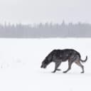 Foto der Rasse Irish Wolfhound
