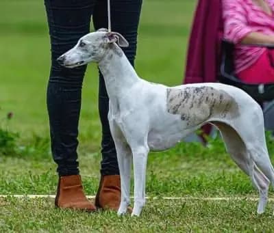 Bild aus Whippets of Poet‘s Corner  in Baden-Württemberg, wo unsere Whippet-Hunde in einer liebevollen Umgebung aufwachsen.