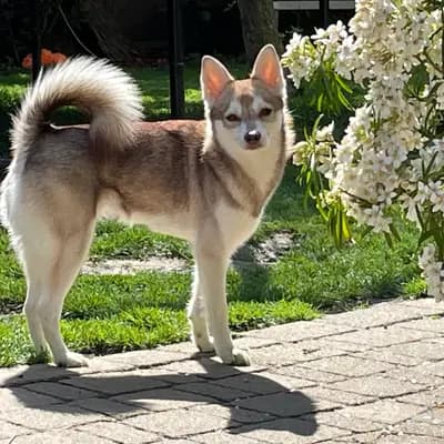Galerie-Bild von Alaskan Klee Kai at Aurora in Baden-Württemberg, mit Eindrücken unserer Alaskan Klee Kai-Zucht.