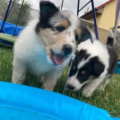 Bild aus Colliezucht 'Of Passion'  in Niedersachsen, wo unsere Collie (Langhaar)-Hunde in einer liebevollen Umgebung aufwachsen.