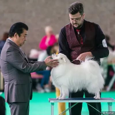 Galerie-Bild von Japanspitz Zucht im Herzen des Ruhrgebiets in Nordrhein-Westfalen, mit Eindrücken unserer Japan Spitz-Zucht.