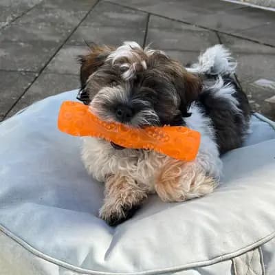 Bild aus lovly little dog in Hessen, wo unsere Havaneser-Hunde in einer liebevollen Umgebung aufwachsen.