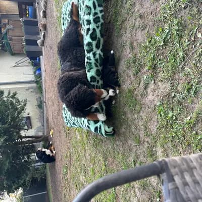 Bild aus Bernersennenhunde vom Schimmerhof  in Mecklenburg-Vorpommern, wo unsere Berner Sennenhund-Hunde in einer liebevollen Umgebung aufwachsen.