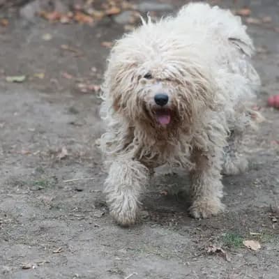 Lili – Hütehundmischling