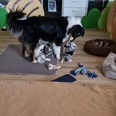 Bild aus Of The Pearl Family  in Oberösterreich, wo unsere Chihuahua-Hunde in einer liebevollen Umgebung aufwachsen.