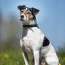 Foto der Rasse Danish-Swedish Farmdog