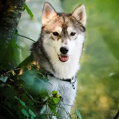 Galerie-Bild von F3 Pomsky Welpen aus privater Hundezucht in München in Bayern, mit Eindrücken unserer Pomsky-Zucht.