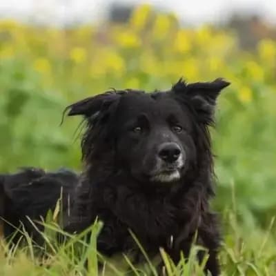 Dodo