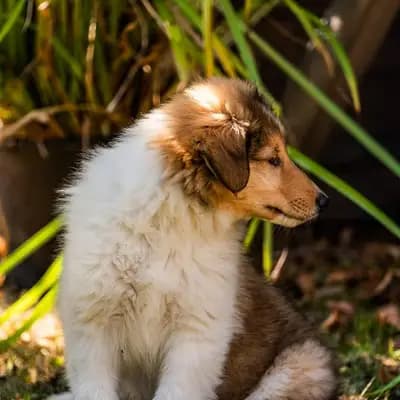 Galerie-Bild von Collie of Golden Gate  in Baden-Württemberg, mit Eindrücken unserer Amerikanischer Collie-Zucht.