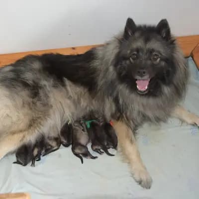 Bild aus Wolfsspitze von Klein Manhattan in Nordrhein-Westfalen, wo unsere Wolfsspitz-Hunde in einer liebevollen Umgebung aufwachsen.