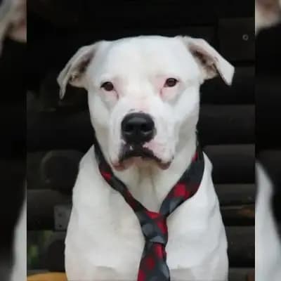 Siggi