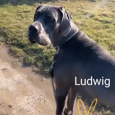 Ein Blick in die Vergangenheit: Diese Deutsche Dogge-Welpen aus Deutsche Doggen von AmasuDiamonds  i
